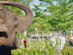 Satwa Ikut Meriahkan Upacara HUT RI ke-80 di Taman Safari Beach Batang