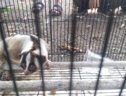 Kukang Langka Gegerkan Warga Cianjur, Diduga Peliharaan Lepas