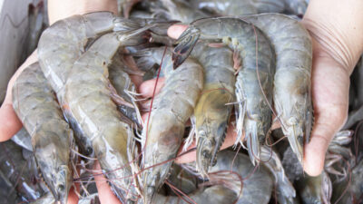 Ekspor Udang Indonesia Ditolak AS, IPB University Tegaskan Bukan Salah Industri Perikanan